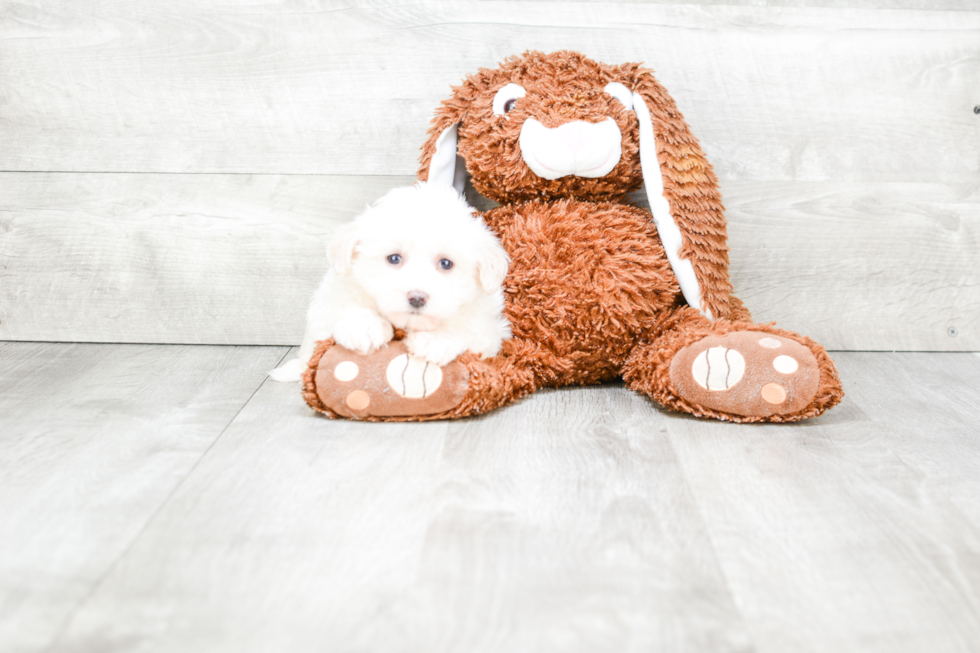 Little Havanese Baby