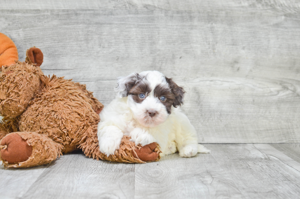 Havanese Pup Being Cute