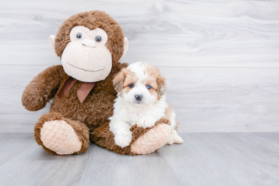 Best Mini Aussiedoodle Baby