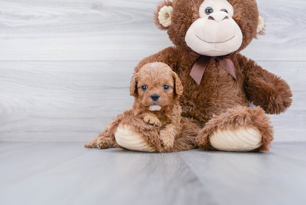 Happy Cavapoo Baby