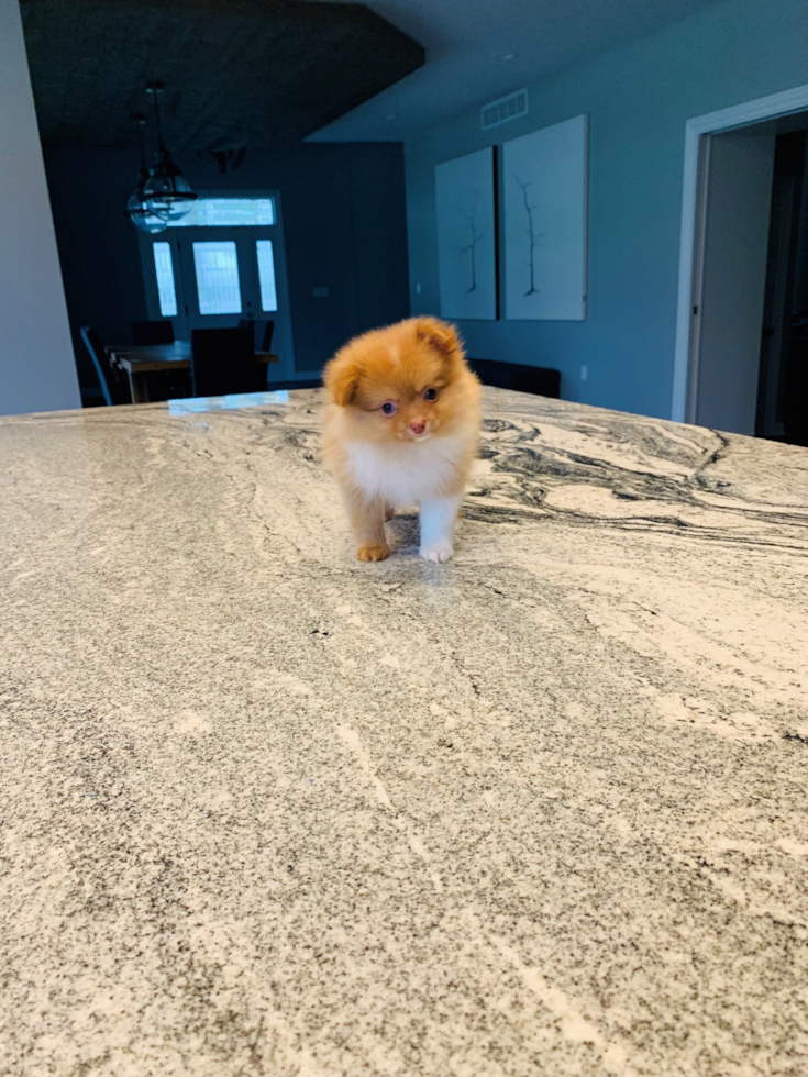 Adorable Pomeranian Purebred Puppy