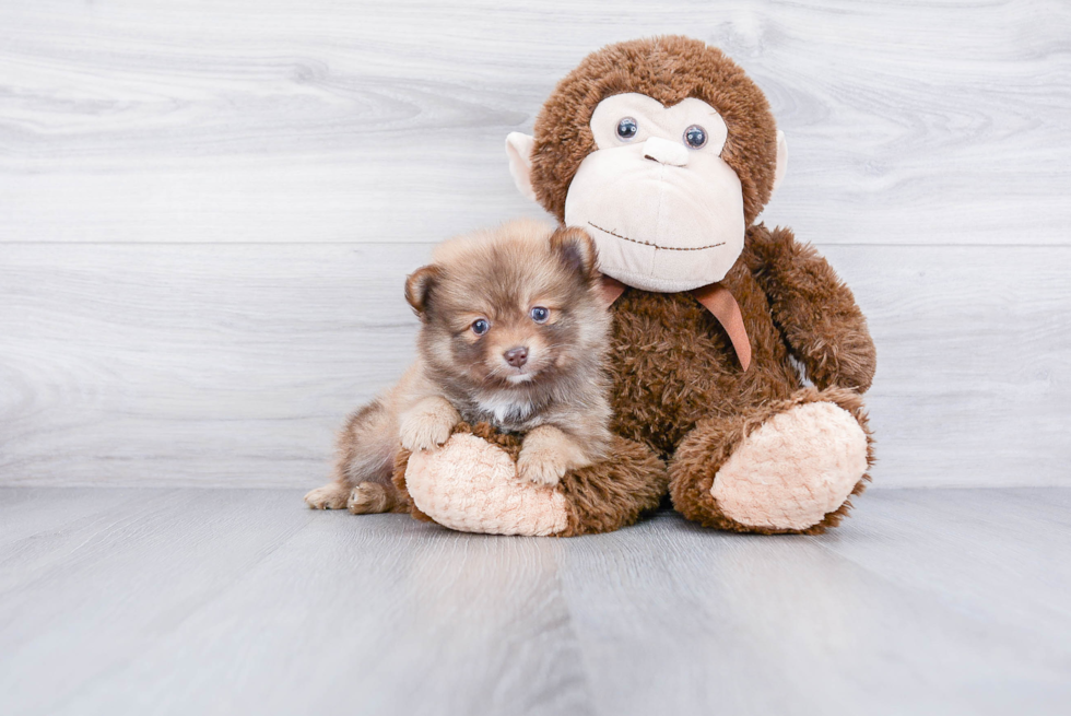 Pomeranian Puppy for Adoption