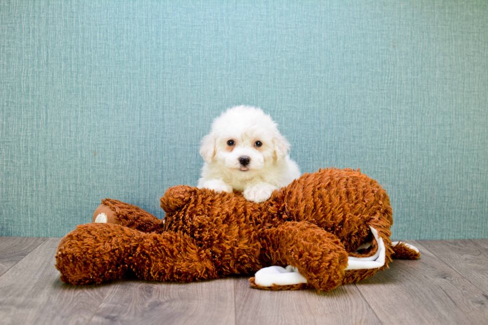 Best Maltipoo Baby