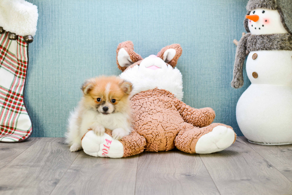 Pomeranian Puppy for Adoption