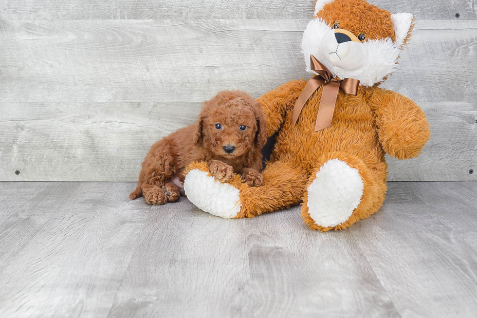 Hypoallergenic Golden Retriever Poodle Mix Puppy