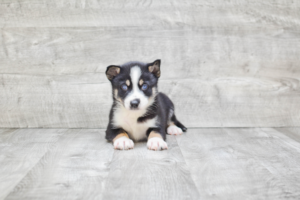 Pomsky Pup Being Cute