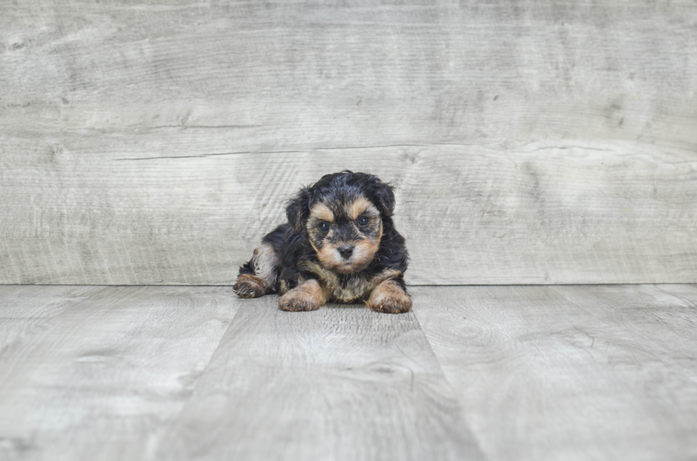 Best Morkie Baby