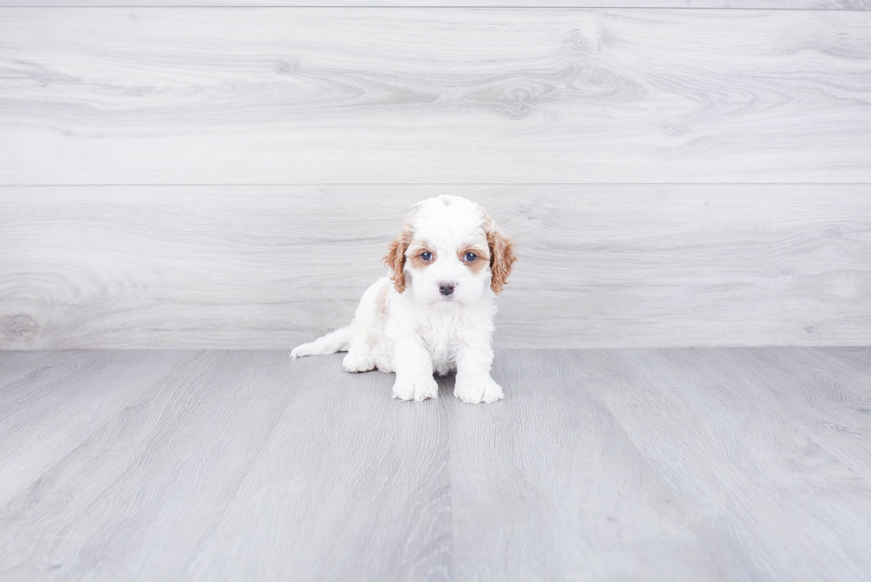 Adorable Cavoodle Poodle Mix Puppy