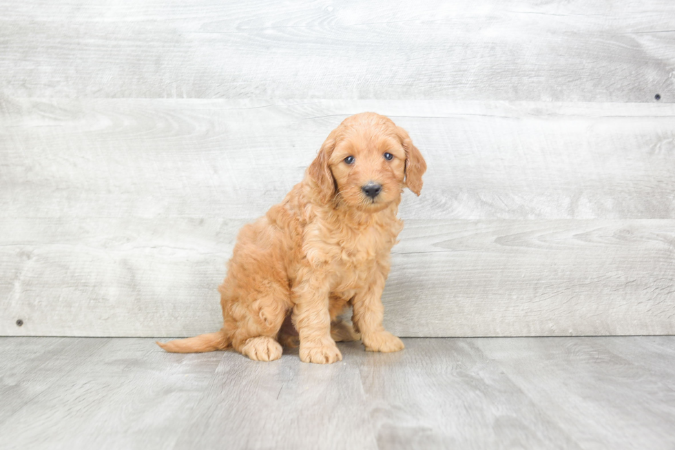 Cute Mini Goldendoodle Baby