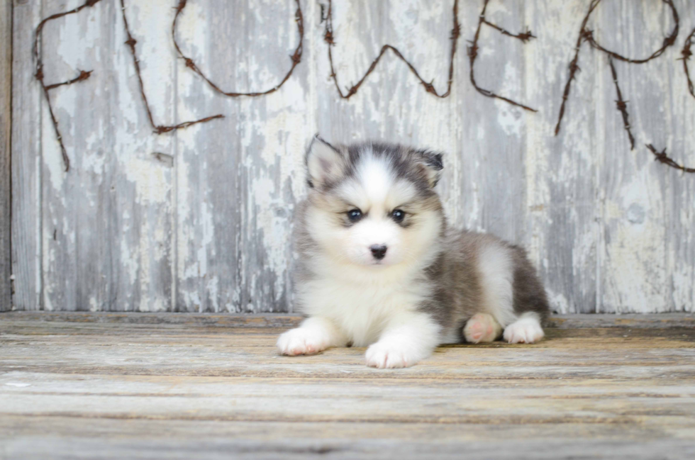 Little Mini Husky Designer Puppy