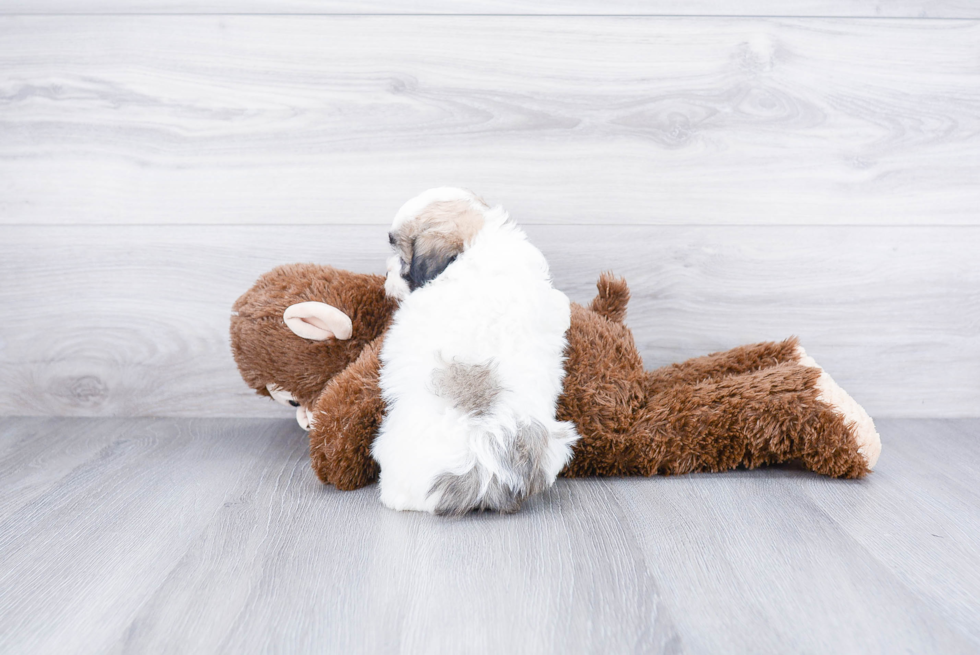 Smart Teddy Bear Designer Pup