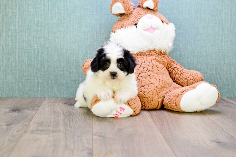 Teddy Bear Puppy for Adoption