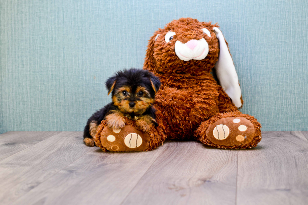 Meet Twinkle - our Yorkshire Terrier Puppy Photo 