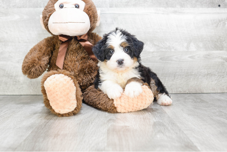 Best Mini Bernedoodle Baby