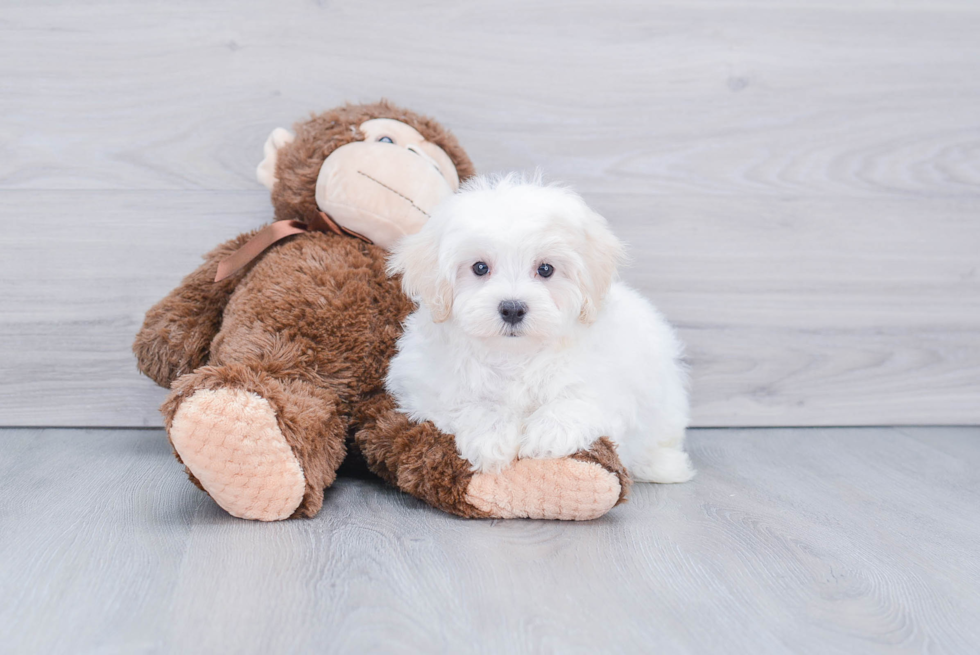 Maltipoo Puppy for Adoption