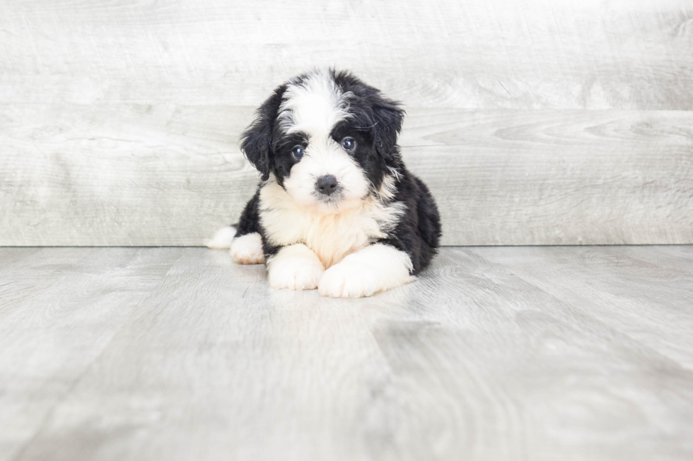 Best Mini Bernedoodle Baby