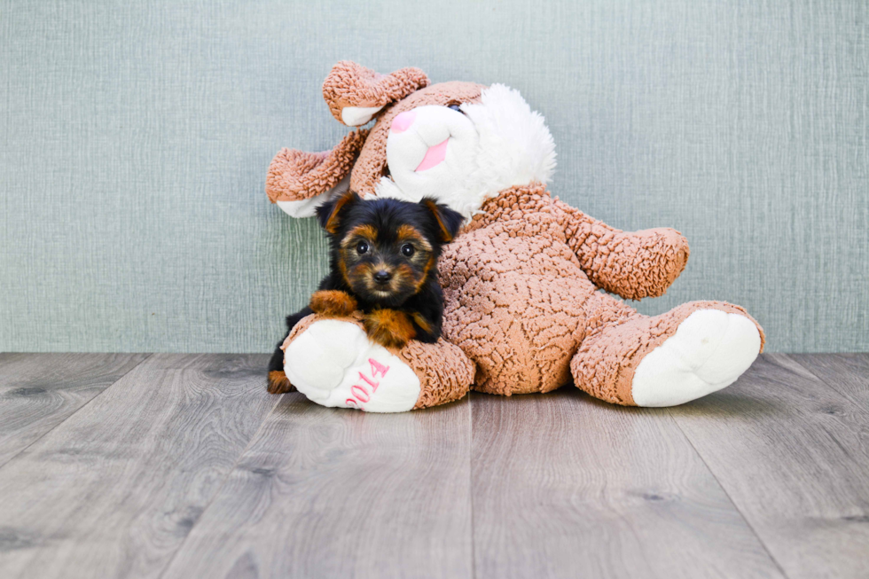 Meet Rebecca - our Yorkshire Terrier Puppy Photo 