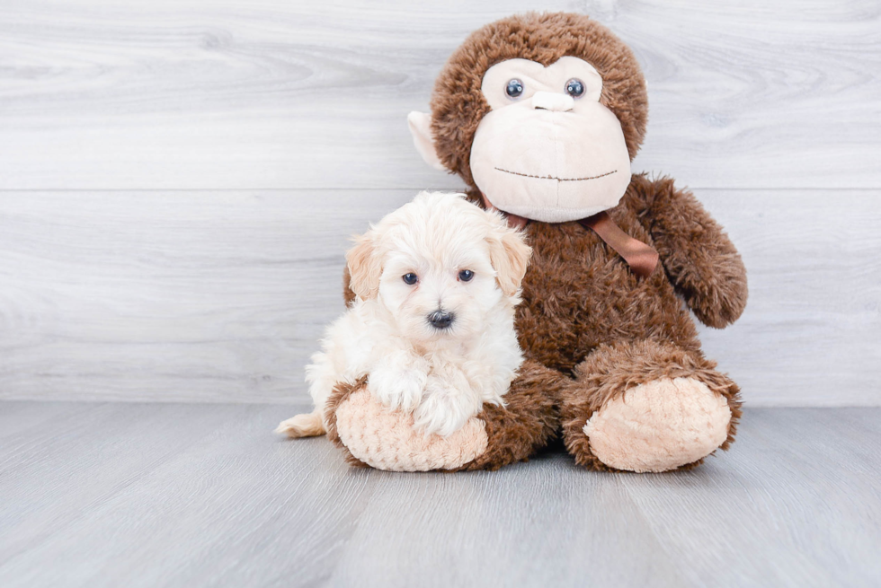 Maltipoo Pup Being Cute