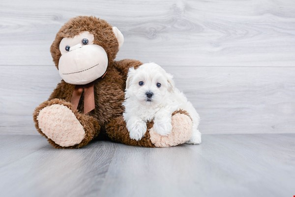 Friendly Maltipoo Baby