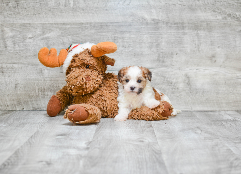 Fluffy Morkie Designer Pup