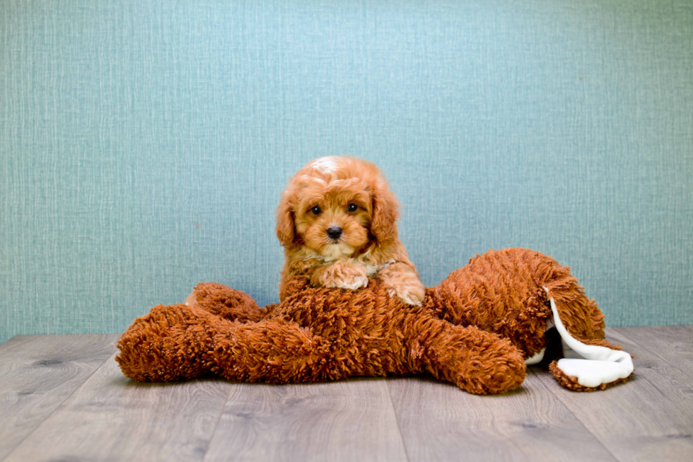 Sweet Cavapoo Baby