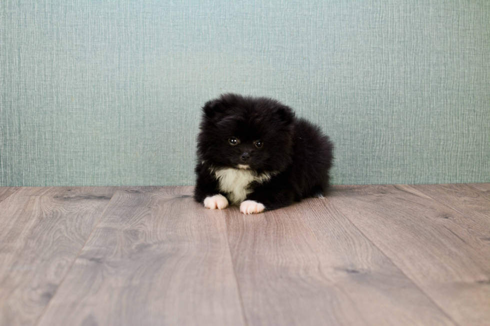 Pomeranian Pup Being Cute