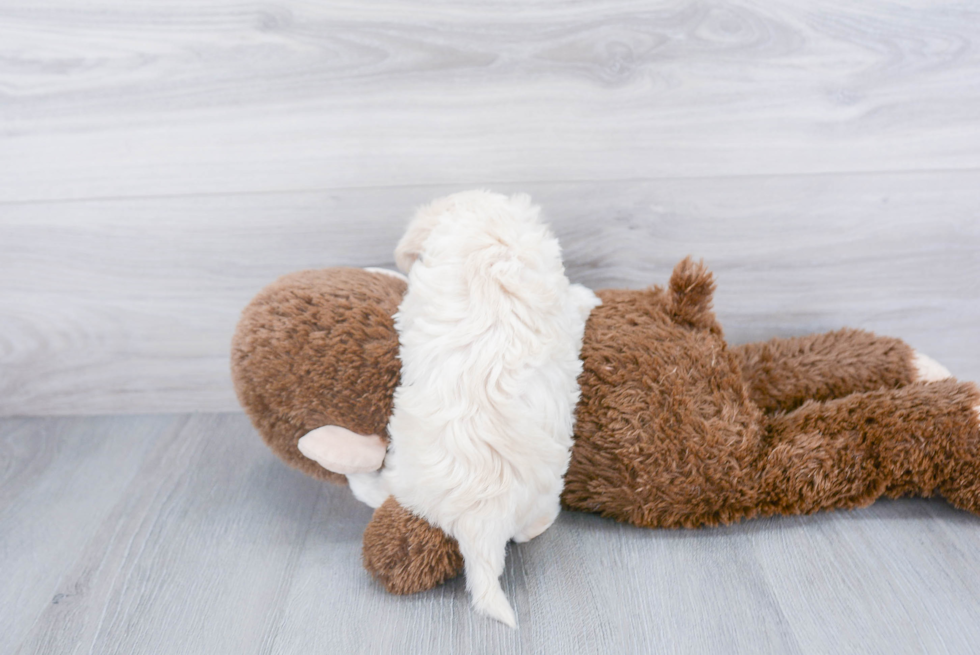 Maltipoo Pup Being Cute