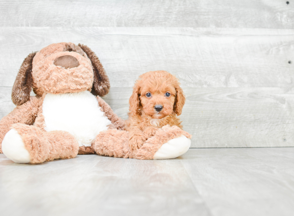 Cockapoo Pup Being Cute