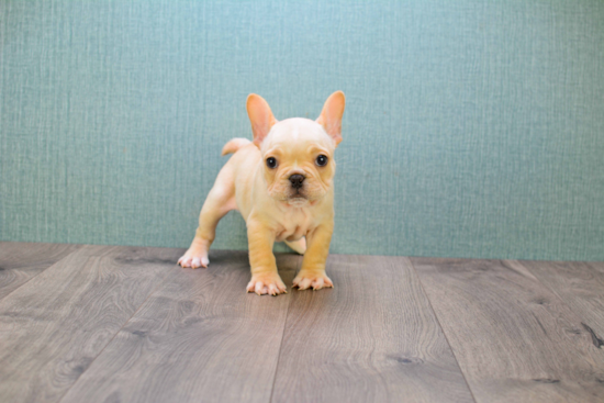 Happy Frenchie Purebred Puppy