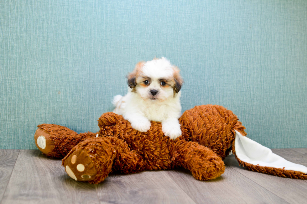 Fluffy Teddy Bear Designer Pup