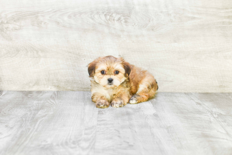 Playful Yorkie Designer Puppy