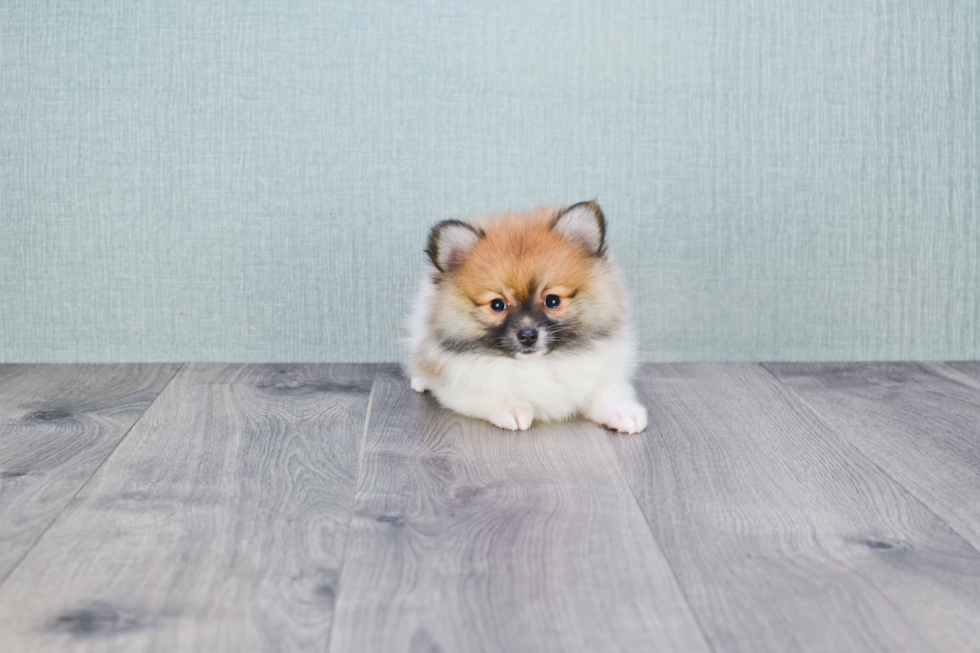 Pomeranian Pup Being Cute