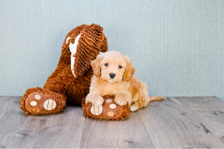 Playful Golden Retriever Poodle Mix Puppy