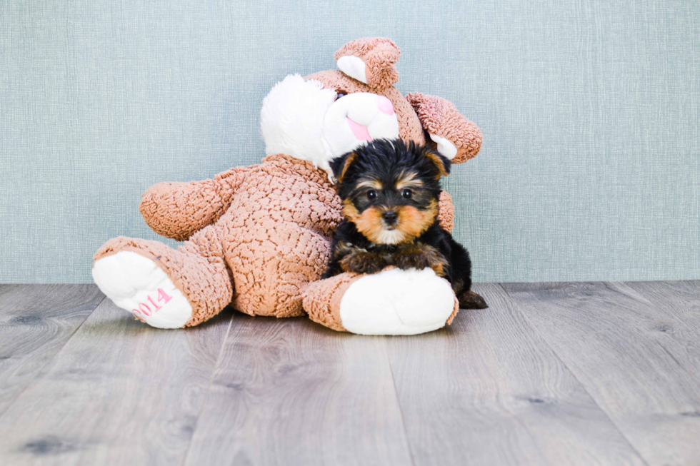 Meet Rihanna - our Yorkshire Terrier Puppy Photo 