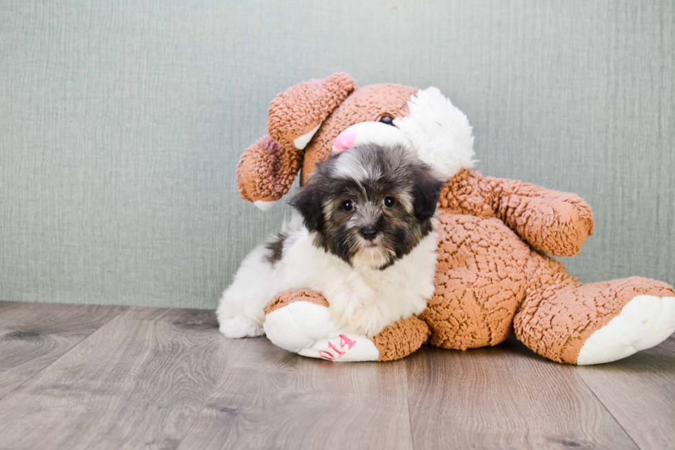 Funny Havanese Baby