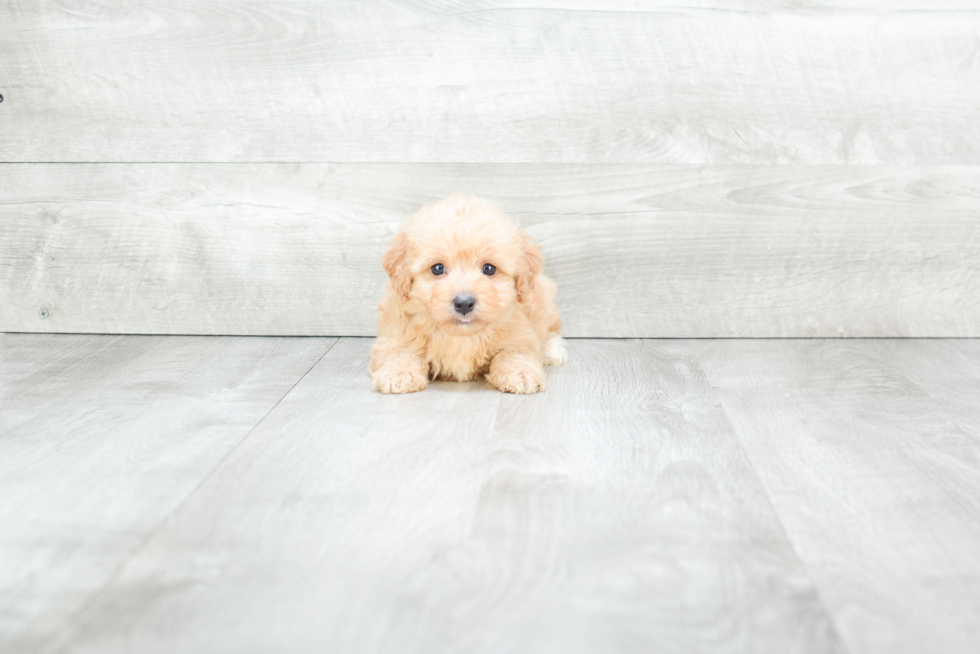 Popular Cavapoo Poodle Mix Pup