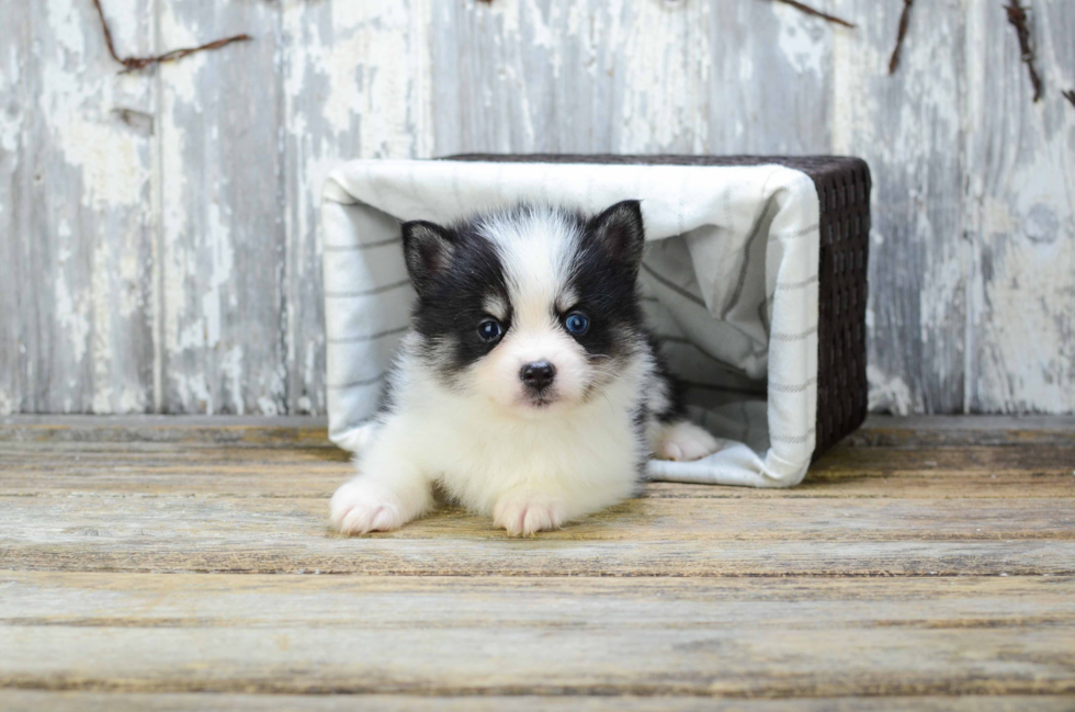 Pomsky Pup Being Cute