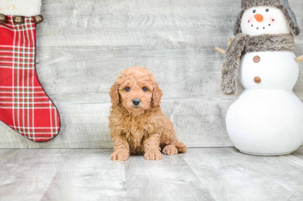 Mini Goldendoodle Pup Being Cute