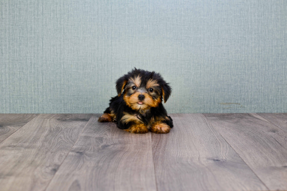 Meet Timmy - our Yorkshire Terrier Puppy Photo 