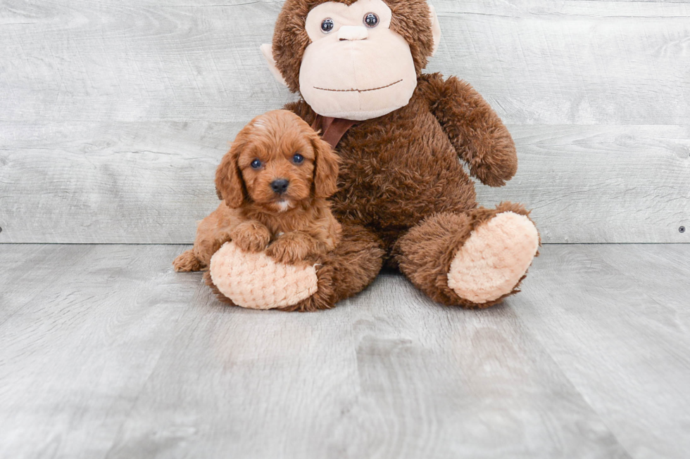 Friendly Cavapoo Baby