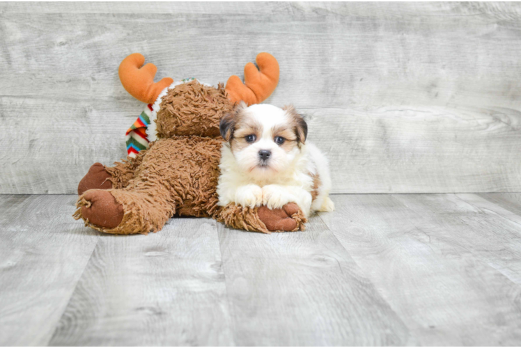 Friendly Teddy Bear Baby