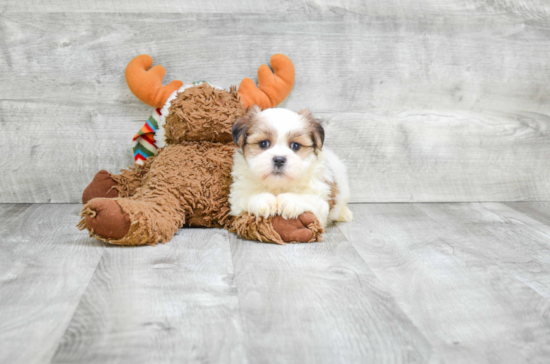 Friendly Teddy Bear Baby