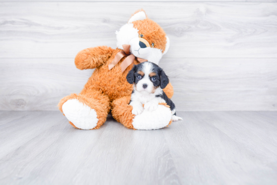 Cavalier King Charles Spaniel Pup Being Cute