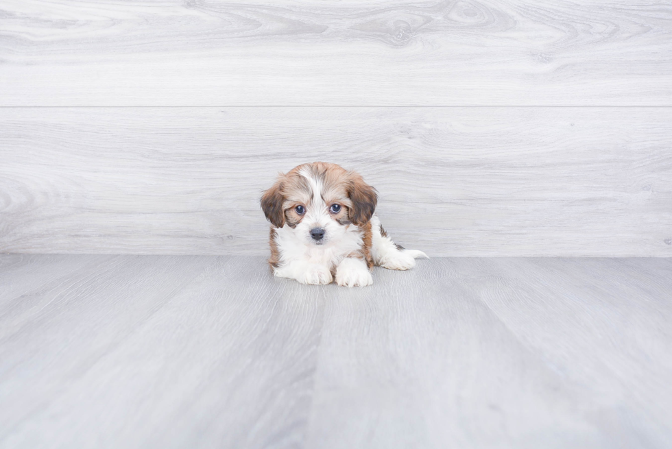 Cavachon Pup Being Cute