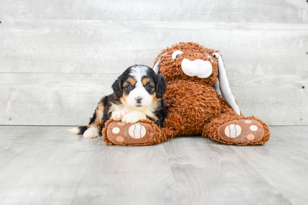 Mini Bernedoodle Pup Being Cute