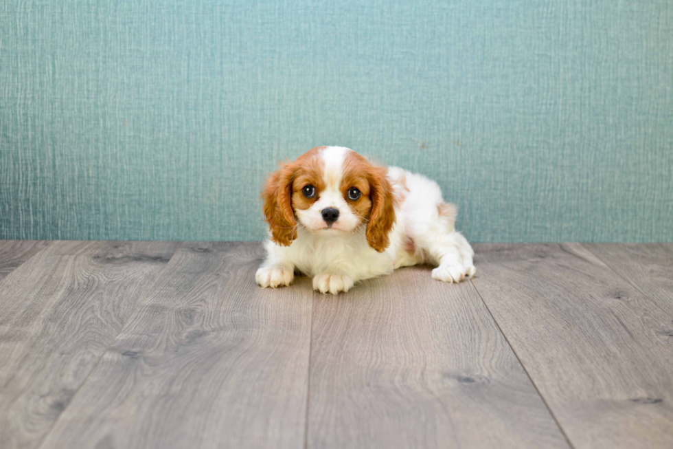 Best Cavalier King Charles Spaniel Baby