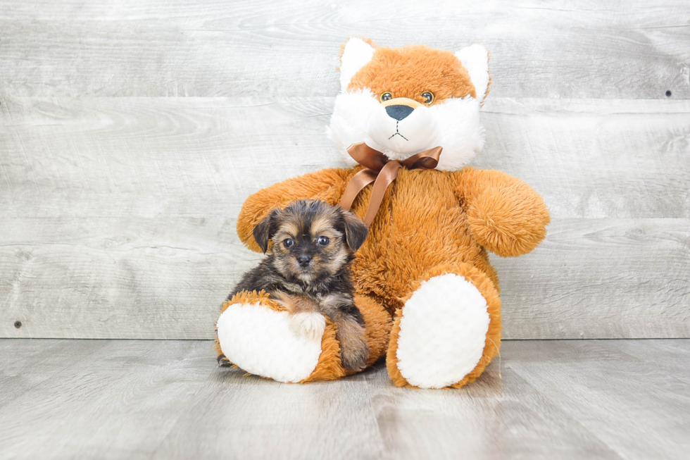 Best Shorkie Baby