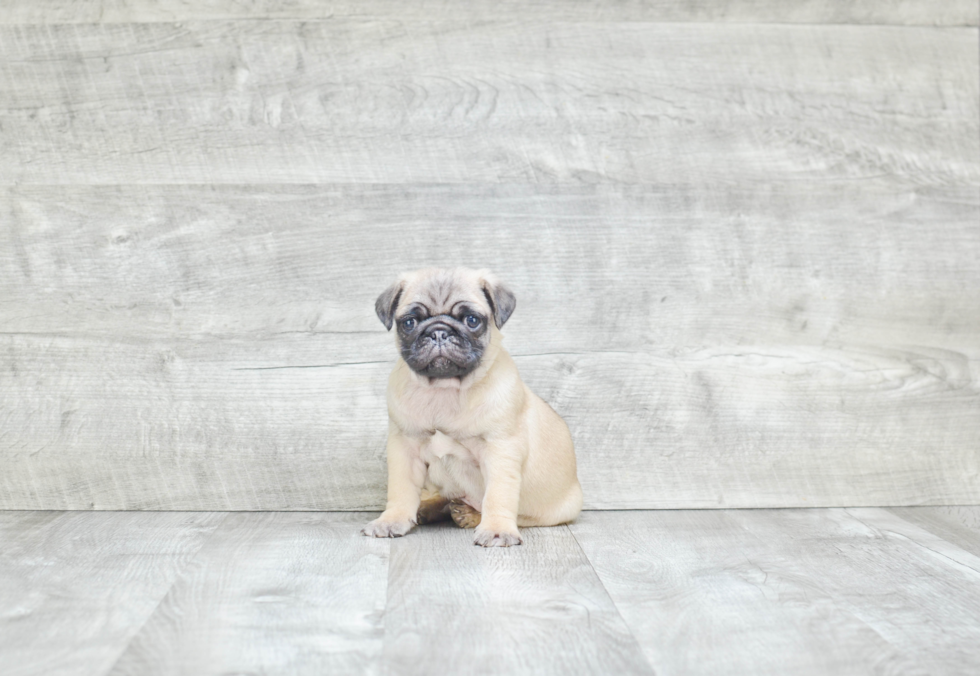 Pug Puppy for Adoption