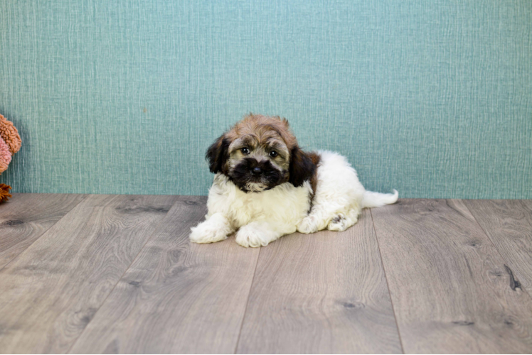 Best Havanese Baby