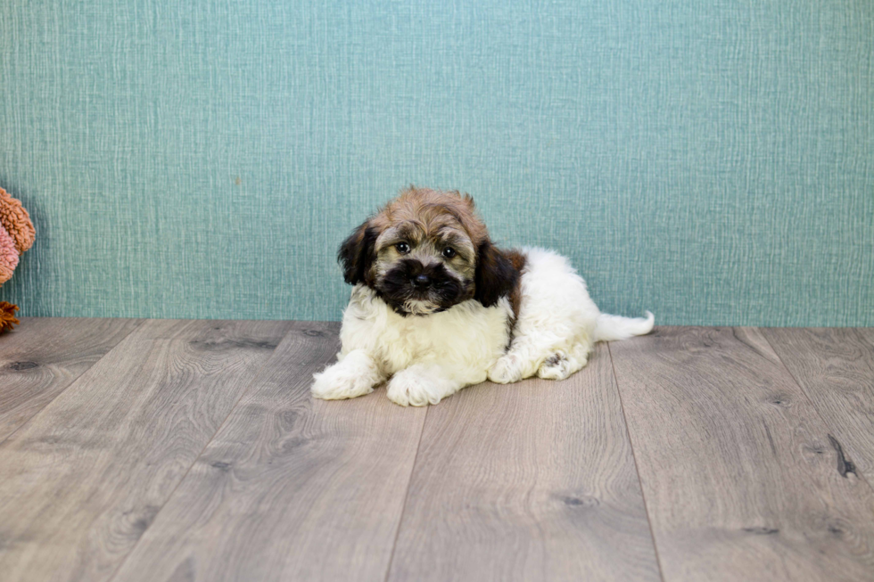 Best Havanese Baby